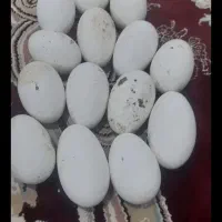 فروش 17عددتخم غوغاز نطفه دار تازه