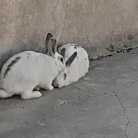 خرگوش|موش و خرگوش|تاکستان, |دیوار