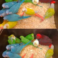 نمایشگاه پرنده رضا|پرنده|شیراز, فرودگاه شهید دستغیب شیراز|دیوار