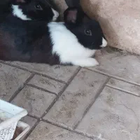 خرگوش های بامزه