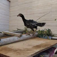 واگذار ۵ عدد مرغ و خروس لاری