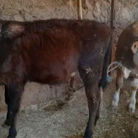 جهت خرید با این شماره تماس گرفته سود|حیوانات مزرعه|دره شهر, |دیوار