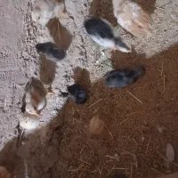 مرغ کپ گلین