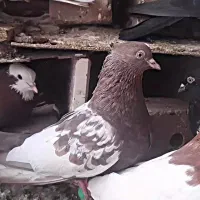 کفتر پرشی|پرنده|نیشابور, شهرک اندیشه|دیوار