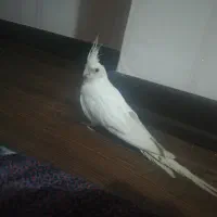 چفت عروس هلندی البینو با قفس و 4تاتخم