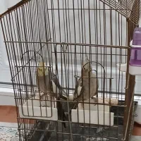 یک جفت عروس هلندی سینامون نر و ماده