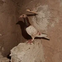 کبوتر هفرنگ ریز خال تکی نیس هردو باهم