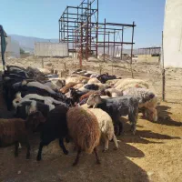 میش  بز  بره شیشک  بزغاله  تی بز|حیوانات مزرعه|خرم‌آباد, |دیوار