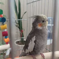 عروس هلندی|پرنده|نسیم‌شهر, |دیوار