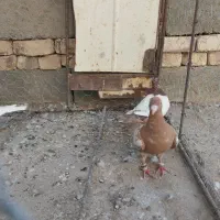 کارل|پرنده|کرباسک, |دیوار