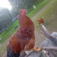 فروش خروس|حیوانات مزرعه|چالوس, |دیوار