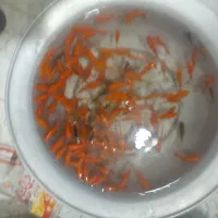 فروش ماهی قرمز|ماهی|کوهدشت, |دیوار