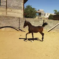 اسب دوسر عرب