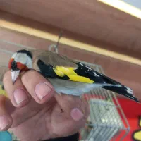 سهره کراواتی ۴گل|پرنده|مشکیندشت, |دیوار