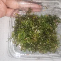 خزه و گیاه آکواریوم ،پلنت|ماهی|تهران, سازمان آب|دیوار