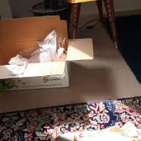 خرگوش سالم|موش و خرگوش|سنندج, |دیوار