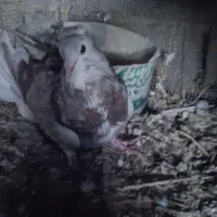 کبوتر دمگیر