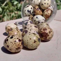تخم گوشت بلدرچین ارگانیک تغذیه‌شده باگیاهان دارویی|خوردنی و آشامیدنی|مشهد, راهنمایی|دیوار