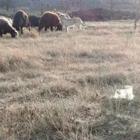 سگ سرابی توله|سگ|باسمنج, |دیوار