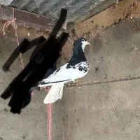 جفت خال،ساده افشون کاکلی