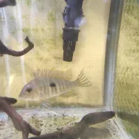 ماهی پرکسیموس رد هد