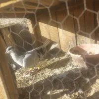 کفتر خوشرنگ طوسی