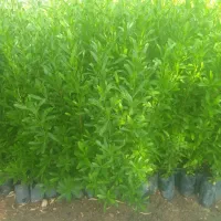 فروش نهال آکالیپتوس ۲۰تومن درشهرستان لالی