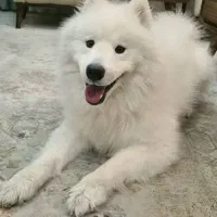 ساموئید نر اصیل جهت جفت گیری با ساموئید ماده شما