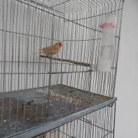 قناری آهویی سرخ نر|پرنده|صدرا-فارس, فاز ۱|دیوار