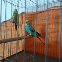 یک جفت مرغ عشق مولد