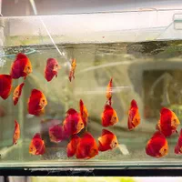 ماهی دیسکس با بیشترین تنوع نژادی در مشهد- فلاور|ماهی|مشهد, آزادشهر|دیوار