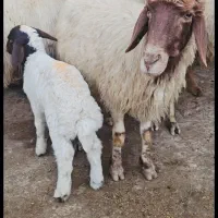 میش وبره داشتی شیرا سه شکم دوباره ابستن هستن|حیوانات مزرعه|گچی, |دیوار