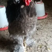 چندتا خروس برهما لایت فروشی|حیوانات مزرعه|مشگین شهر, |دیوار