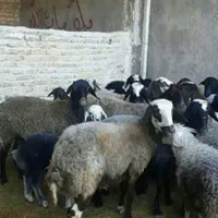 گوسفند بره تازه از دهات رسیده|حیوانات مزرعه|قم, شاه سید علی|دیوار