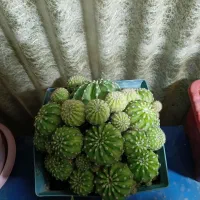 گل کاکتوس