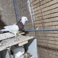 نر طوق سرخ|پرنده|راور, |دیوار