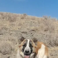 سگ گله هم غار