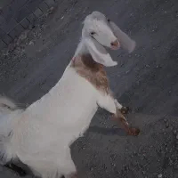 گوسفندفروشی