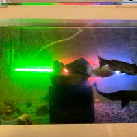 آکواریوم با ماهی