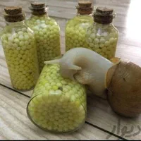 فروش حلزون