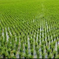 فروش-مزرعه-یه-جای-عالی