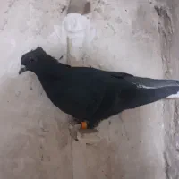 کفتر|پرنده|چناران, |دیوار