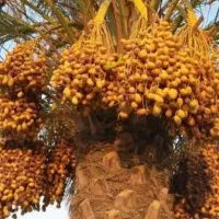 خرید ضایعات خرما به قیمت روز