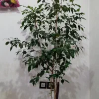 گل وگیاه اپارتمانی و طبیعی