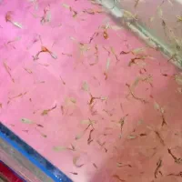 ماهی گوپی|ماهی|اردکان, |دیوار