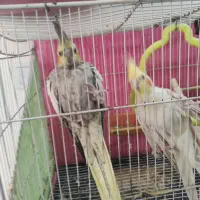 یک جفت عروس هلندی نرو ماده جوان تخم گذاشتن|پرنده|مشهد, هدایت|دیوار