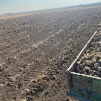 چغندر قند|خدمات باغبانی و درختکاری|بکتاش, |دیوار