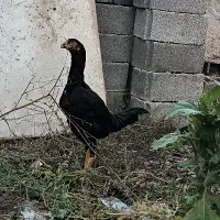 مرغ وخروس لاری اصیل نسل عالی|حیوانات مزرعه|مشگین شهر, |دیوار