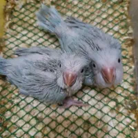 جوجه راهب|پرنده|کرج, شهرک نهال و بذر|دیوار