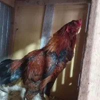 خروس و مرغ لاری